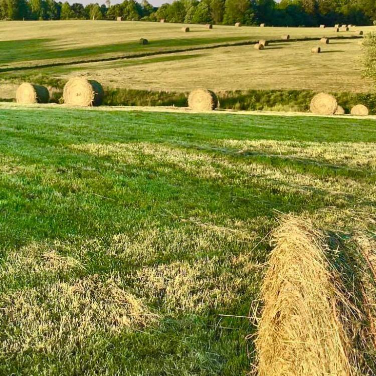 Hay in a field 